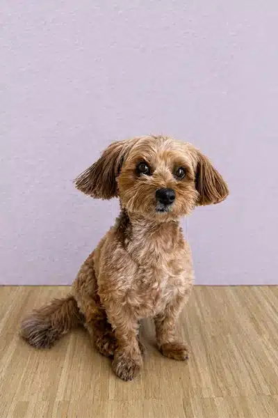 Peanut